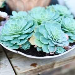 Echeveria Çiçeği - Sukulent
