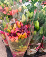 Lilium (Lilyum) – Saksıda Yetişmiş