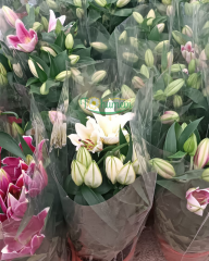 Lilium (Lilyum) – Saksıda Yetişmiş