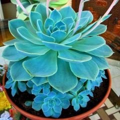 Echeveria Çiçeği - Sukulent