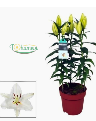 Lilium (Lilyum) – Saksıda Yetişmiş