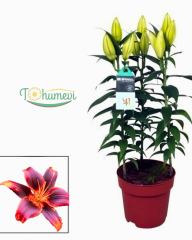 Lilium (Lilyum) – Saksıda Yetişmiş