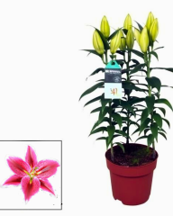 Lilium (Lilyum) – Saksıda Yetişmiş