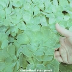 Echeveria Çiçeği - Sukulent
