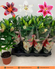 Lilium (Lilyum) – Saksıda Yetişmiş