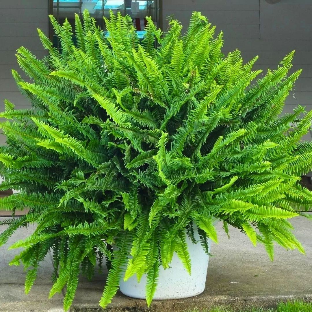 ﻿Nephrolepis exaltata Çiçeği - Boston Fern