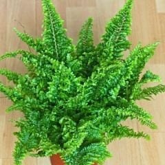 ﻿Nephrolepis exaltata Çiçeği - Boston Fern