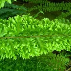 ﻿Nephrolepis exaltata Çiçeği - Boston Fern