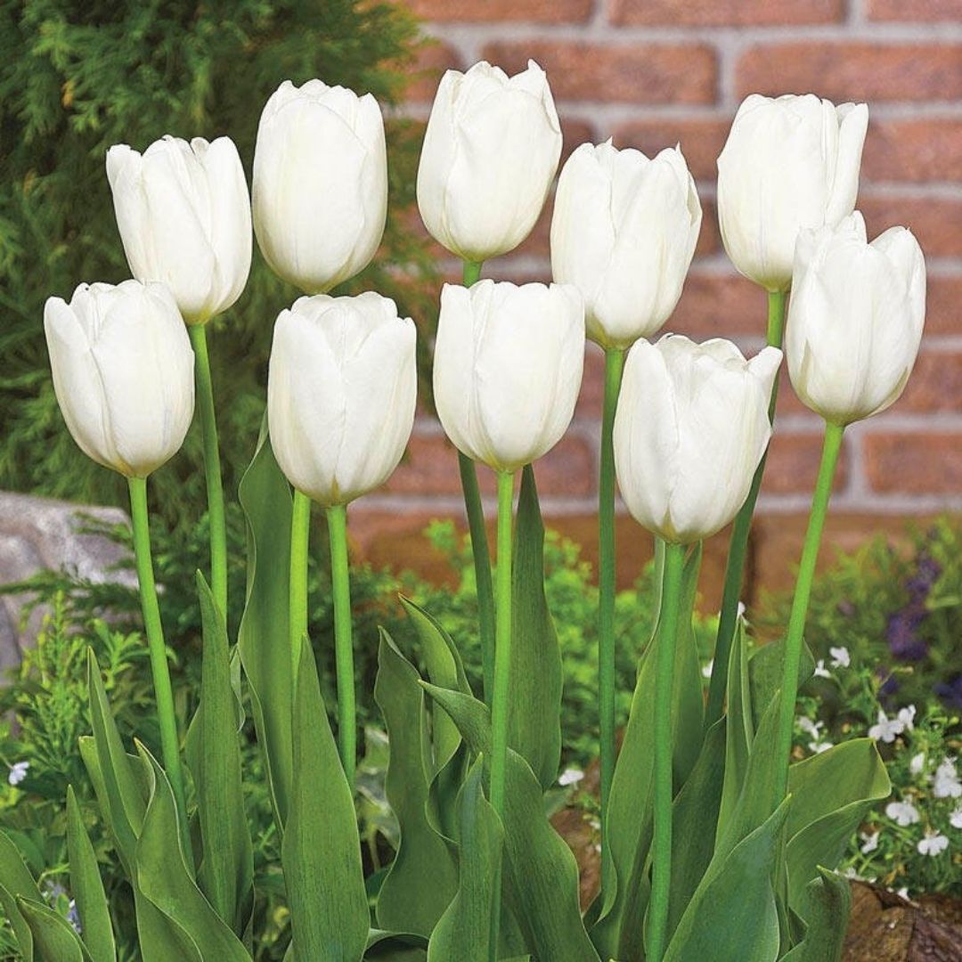 Antartica Lale Soğanı - Tulipa