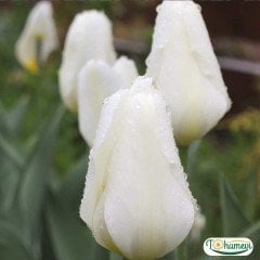 Antartica Lale Soğanı - Tulipa