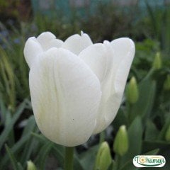 Antartica Lale Soğanı - Tulipa