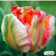 ﻿Apricot Parrot Lale Soğanı