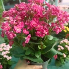 İthal Kalanşo Çiçeği Saksıda Pembe – Kalanchoe