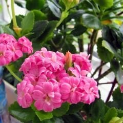 İthal Kalanşo Çiçeği Saksıda Pembe – Kalanchoe