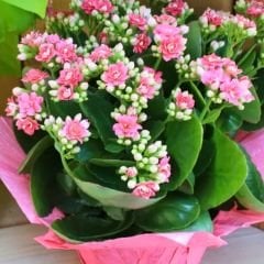 Kalanşo Çiçeği Saksıda  – Kalanchoe