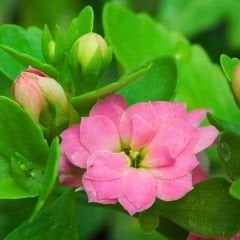 İthal Kalanşo Çiçeği Saksıda Pembe – Kalanchoe