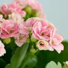 İthal Kalanşo Çiçeği Saksıda Soft Pembe – Kalanchoe