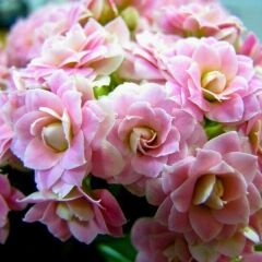 İthal Kalanşo Çiçeği Saksıda Soft Pembe – Kalanchoe