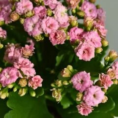 İthal Kalanşo Çiçeği Saksıda Soft Pembe – Kalanchoe