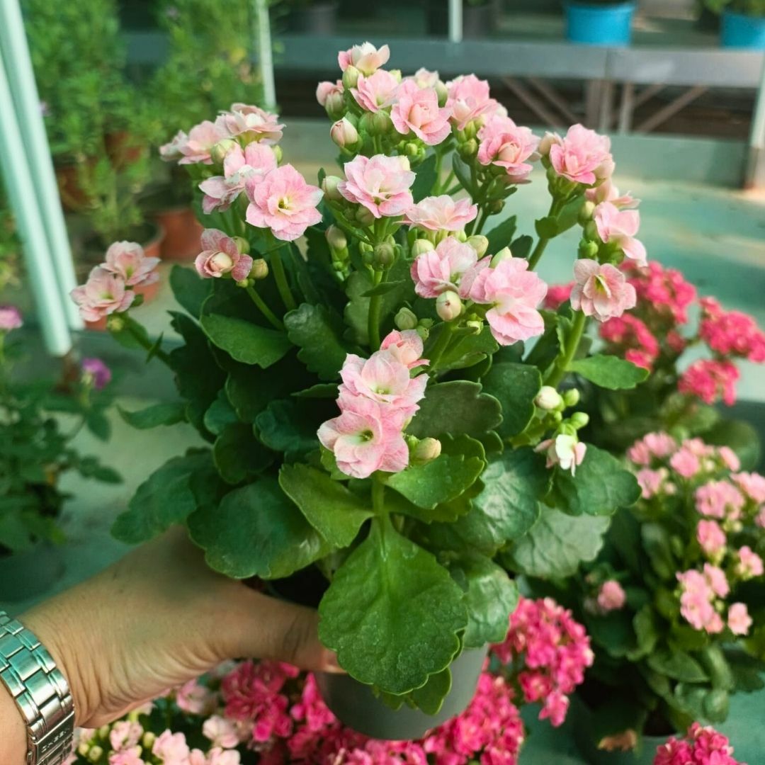 İthal Kalanşo Çiçeği Saksıda Soft Pembe – Kalanchoe