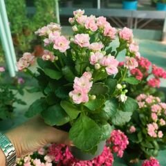 İthal Kalanşo Çiçeği Saksıda Soft Pembe – Kalanchoe