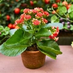 İthal Kalanşo Çiçeği Saksıda Kırmızı – Kalanchoe