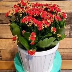 İthal Kalanşo Çiçeği Saksıda Kırmızı – Kalanchoe
