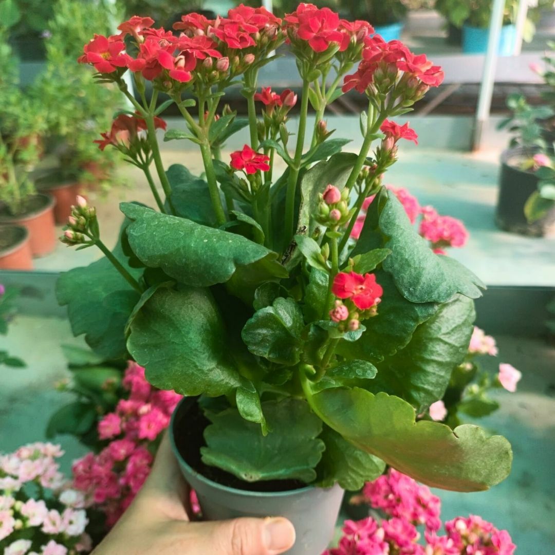 İthal Kalanşo Çiçeği Saksıda Kırmızı – Kalanchoe