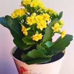 Kalanşo Çiçeği Saksıda Sarı – Kalanchoe
