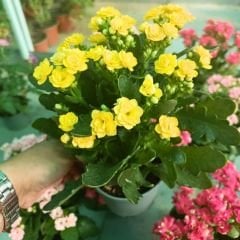 İthal Kalanşo Çiçeği Saksıda Sarı – Kalanchoe