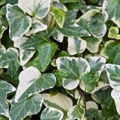 Kaya Sarmaşığı Fidanı Ebruli Renk - Hedera helix 'Anne Marie'