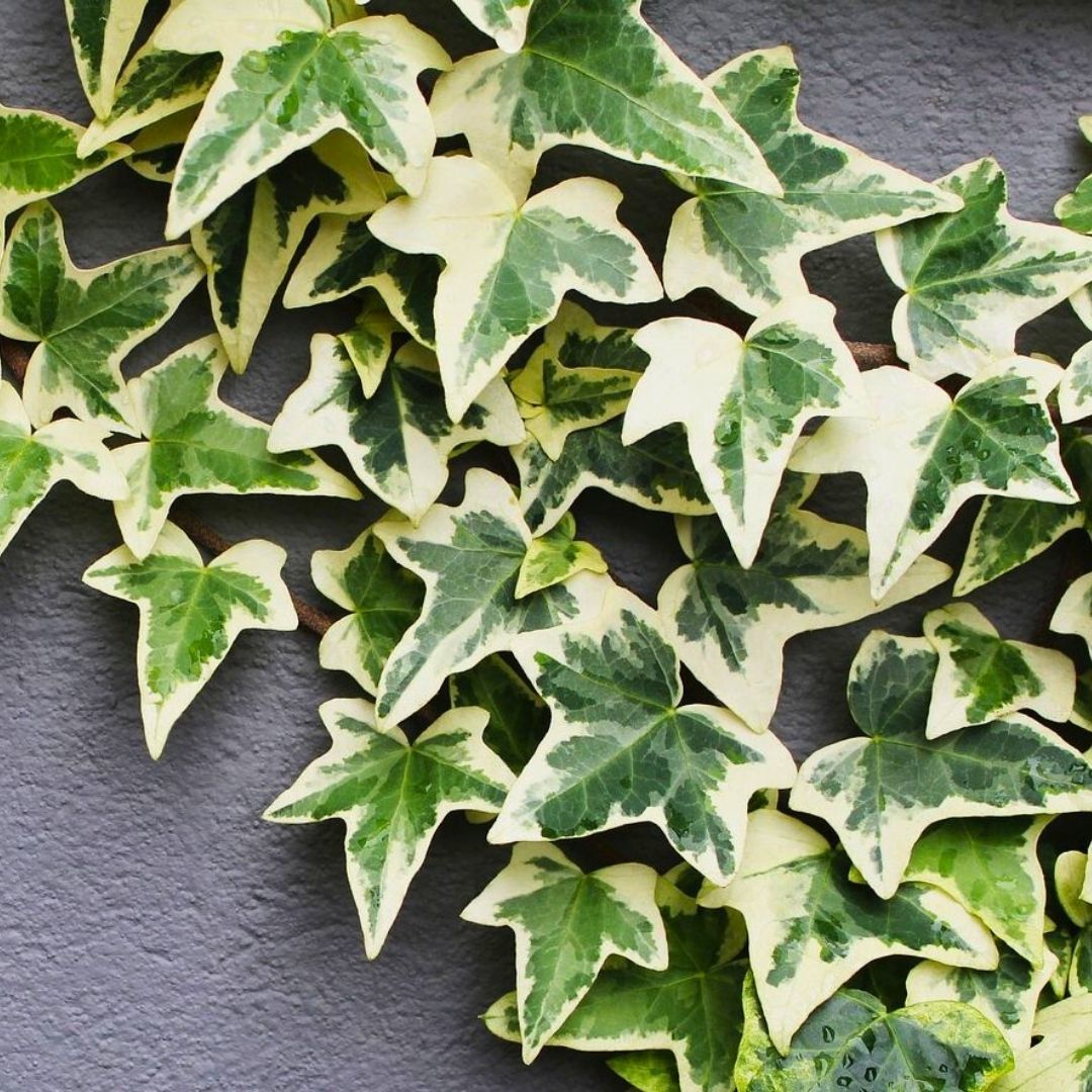 Kaya Sarmaşığı Fidanı Ebruli Renk - Hedera helix 'Anne Marie'