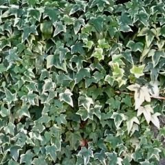 Kaya Sarmaşığı Fidanı Ebruli Renk - Hedera helix 'Anne Marie'