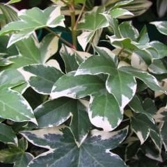 Kaya Sarmaşığı Fidanı Ebruli Renk - Hedera helix 'Anne Marie'