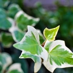Kaya Sarmaşığı Fidanı Ebruli Renk - Hedera helix 'Anne Marie'
