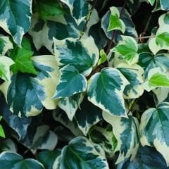 Kaya Sarmaşığı Fidanı Ebruli Renk - Hedera helix 'Anne Marie'