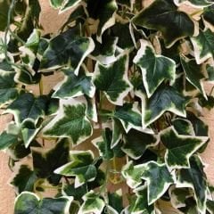 Kaya Sarmaşığı Fidanı Ebruli Renk - Hedera helix 'Anne Marie'