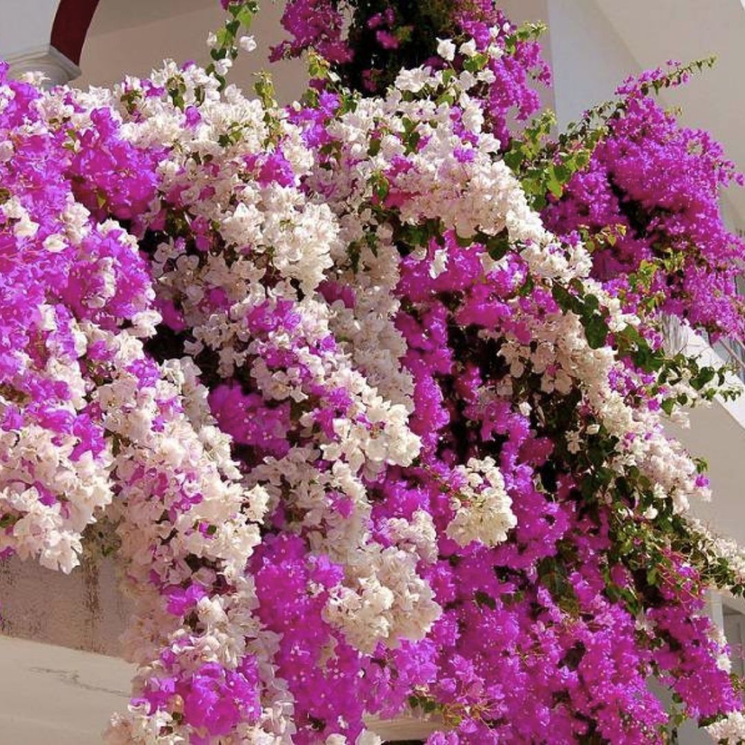 Begonvil Fidanı – Gelin Duvağı – Rodos Sarmaşığı - Mor