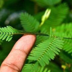 Küstüm Çiçeği Fidesi - Utangaç Çiçek – Mimosa Pudica 10 cm saksıda