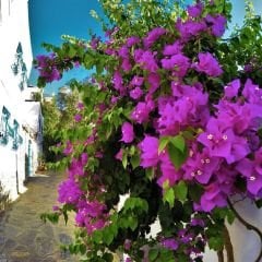 Begonvil Fidanı – Gelin Duvağı – Rodos Sarmaşığı - Mor