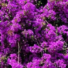 Begonvil Fidanı – Gelin Duvağı – Rodos Sarmaşığı - Mor