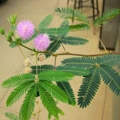 Küstüm Çiçeği Fidesi - Utangaç Çiçek – Mimosa Pudica 10 cm saksıda