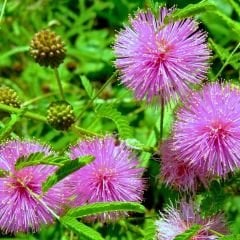 Küstüm Çiçeği Fidesi - Utangaç Çiçek – Mimosa Pudica 10 cm saksıda