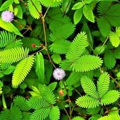 Küstüm Çiçeği Fidesi - Utangaç Çiçek – Mimosa Pudica 10 cm saksıda
