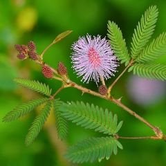Küstüm Çiçeği Fidesi - Utangaç Çiçek – Mimosa Pudica 10 cm saksıda
