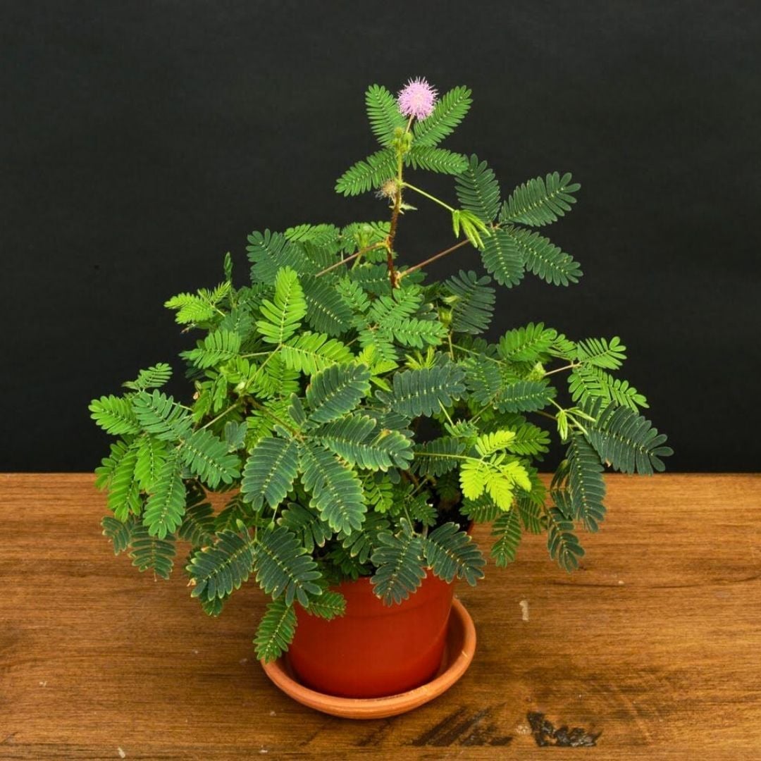 Küstüm Çiçeği Fidesi - Utangaç Çiçek – Mimosa Pudica 10 cm saksıda