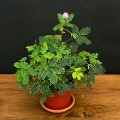 Küstüm Çiçeği Fidesi - Utangaç Çiçek – Mimosa Pudica 10 cm saksıda