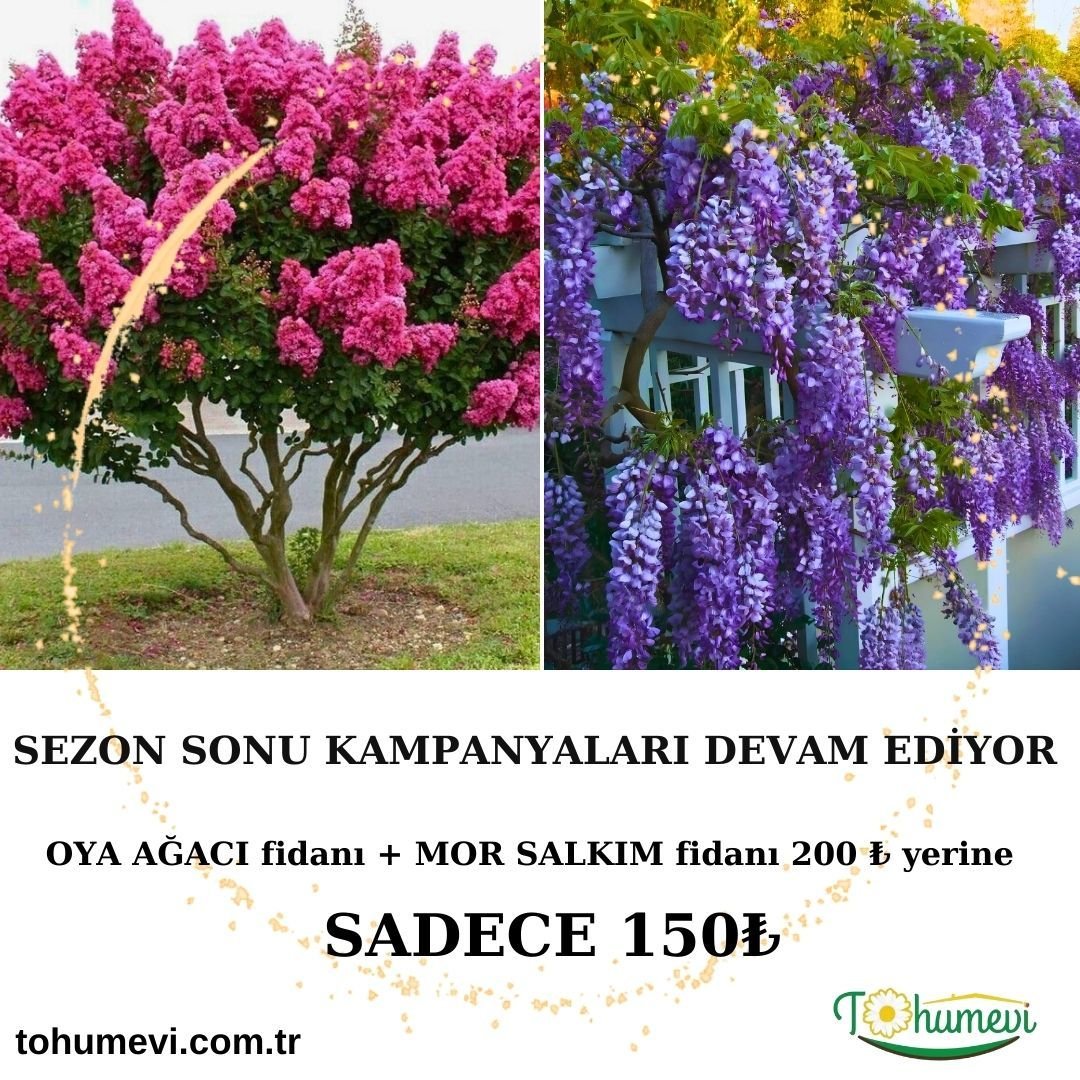 Sezon Sonu Kampanyası Oya Ağacı Fidanı + Mor Salkım Fidanı