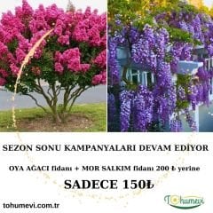 Sezon Sonu Kampanyası Oya Ağacı Fidanı + Mor Salkım Fidanı