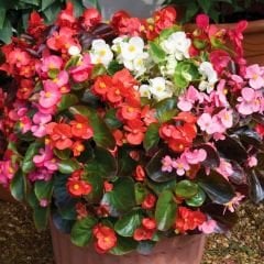 Begonya - Beyaz - Küçük Hanım Çiçeği Fidesi - begonia